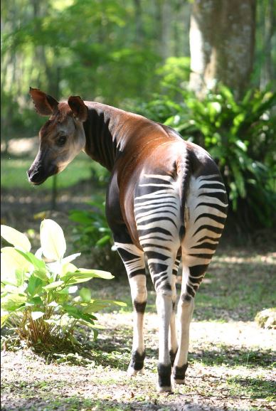 Okapi